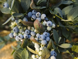 Naturipe-Farms-blueberries-1