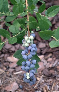 Blueberries-2-091515-195x300