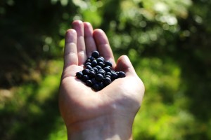 a handful of blueberries on a palm-shutterstock_151056692