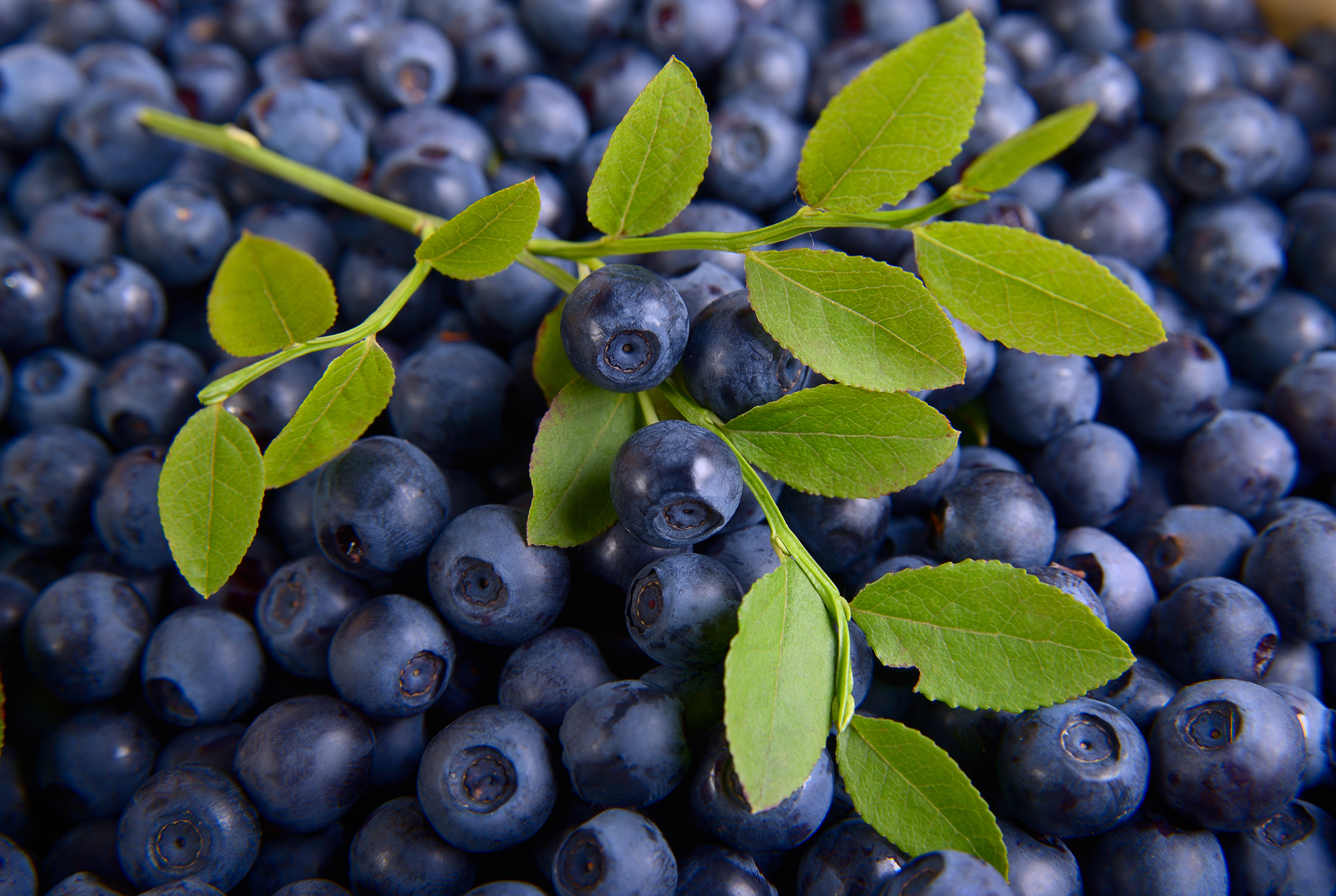 Zimbabwe a global leader in blueberry export growth