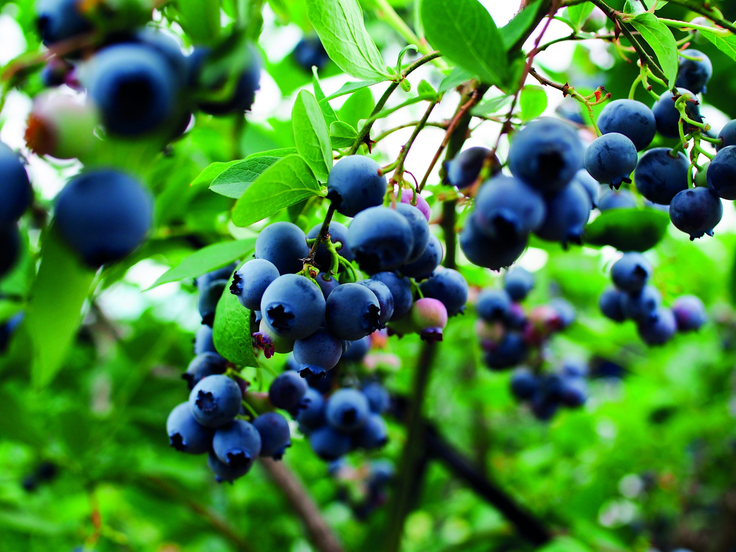 Blueberries in Mexico are going through a moment of transition