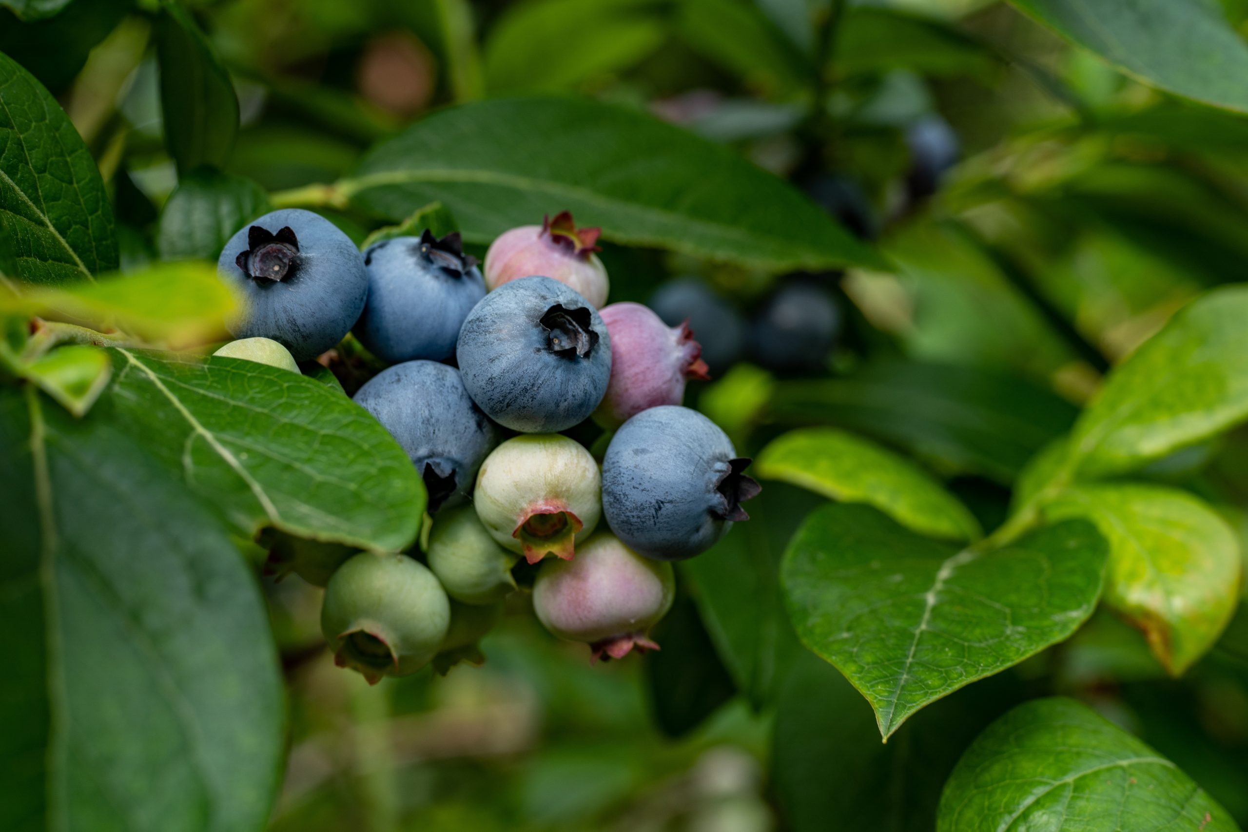 Bees to the rescue for UK blueberries