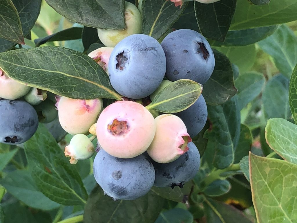Blueberries from Florida