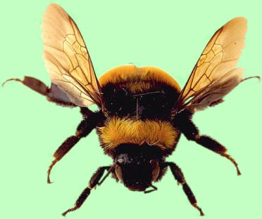 Bumble Bee pictures gallery hd, Bumble Bee s pictures, Bumble Bee picture, Cute Bumble Bee pictures
