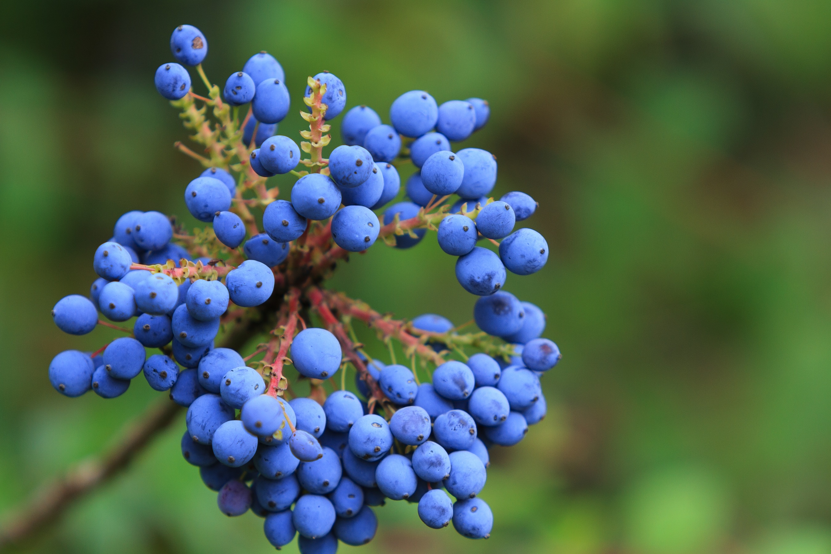 Research looks at machine harvesting of fresh blueberries Blueberry