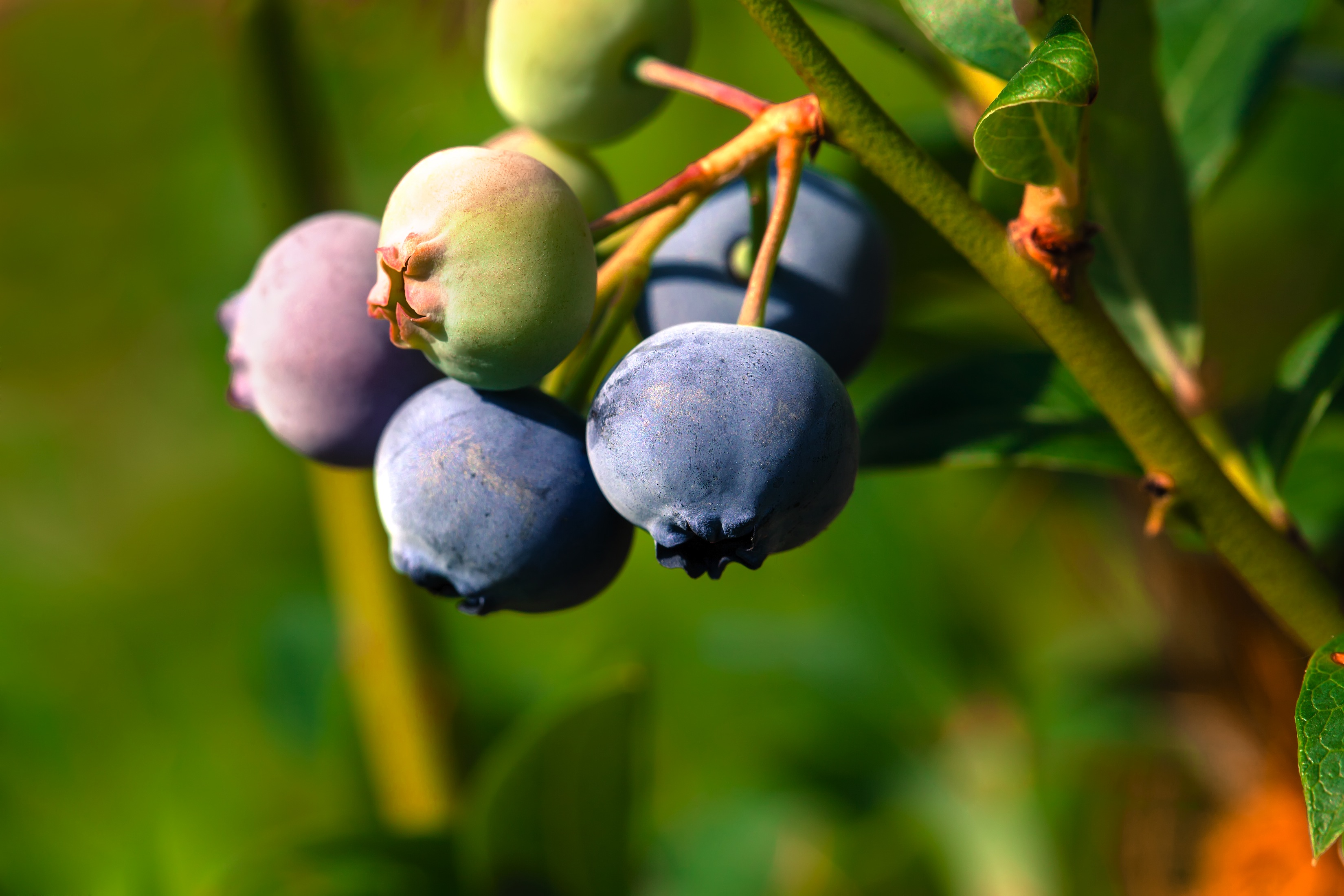 New blueberries for Australian market Blueberry International Organization