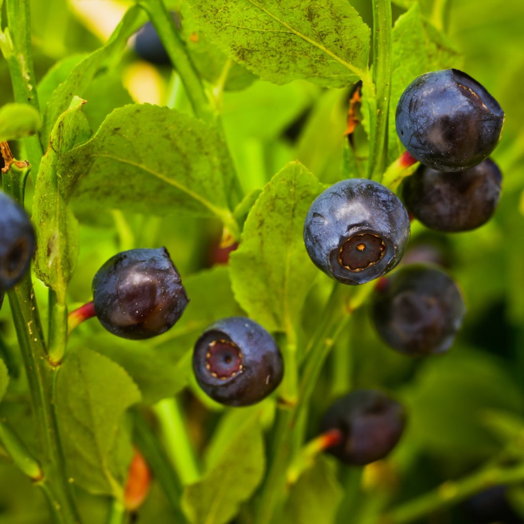 Mexico Blueberry production in El Fuerte increases by 500 Blueberry