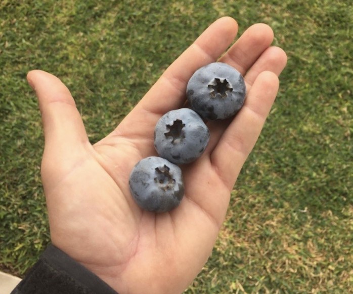 Eureka throws its weight around Blueberry International Organization