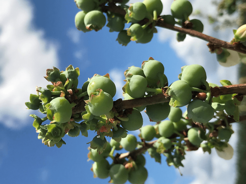 Florida growers see strong fruit markets ahead Blueberry