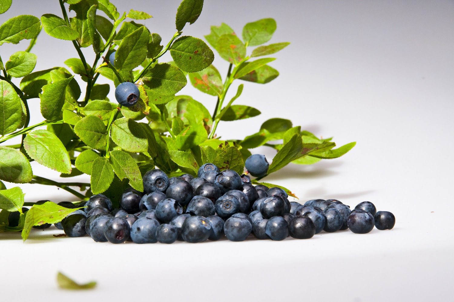 New Research Examines Blueberries’ Effect on Cardiometabolic Health in Adults With Metabolic
