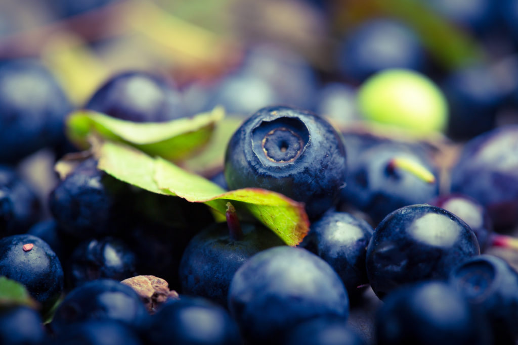 South Africa Blueberries are now being harvested in the Limpopo bush
