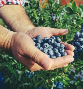 Ecuadorian blueberries